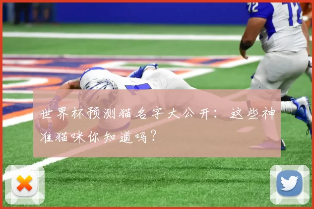 世界杯预测猫名字大公开：这些神准猫咪你知道吗？